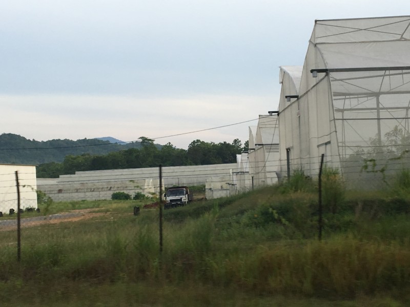 玻大的可持续农业研究所（Instisute of Sustainable Agrotechnology，INSAT）利用玻璃温室（greenhouse）的技术，以研究各类农作物。当中最特别的农作物就是玻璃市的特产香甜芒（Harumanis）了。原先香甜芒的盛产及成熟的季节乃介于四月中旬至六月中旬。在2016年，玻大成功使用玻璃温室的技术，让香甜芒能够全年地盛产及成熟了。